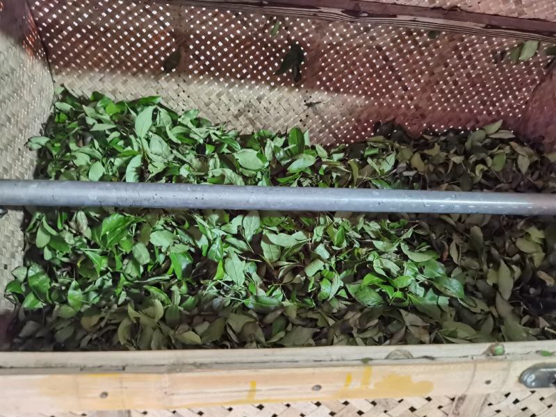 手工高山茶