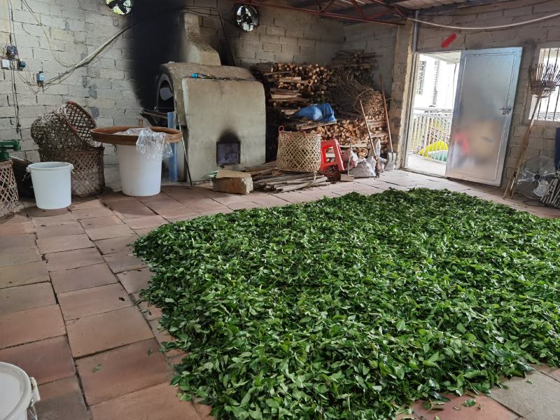 手工高山茶