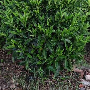 32盆，40盆非洲茉莉档口货！基地直销