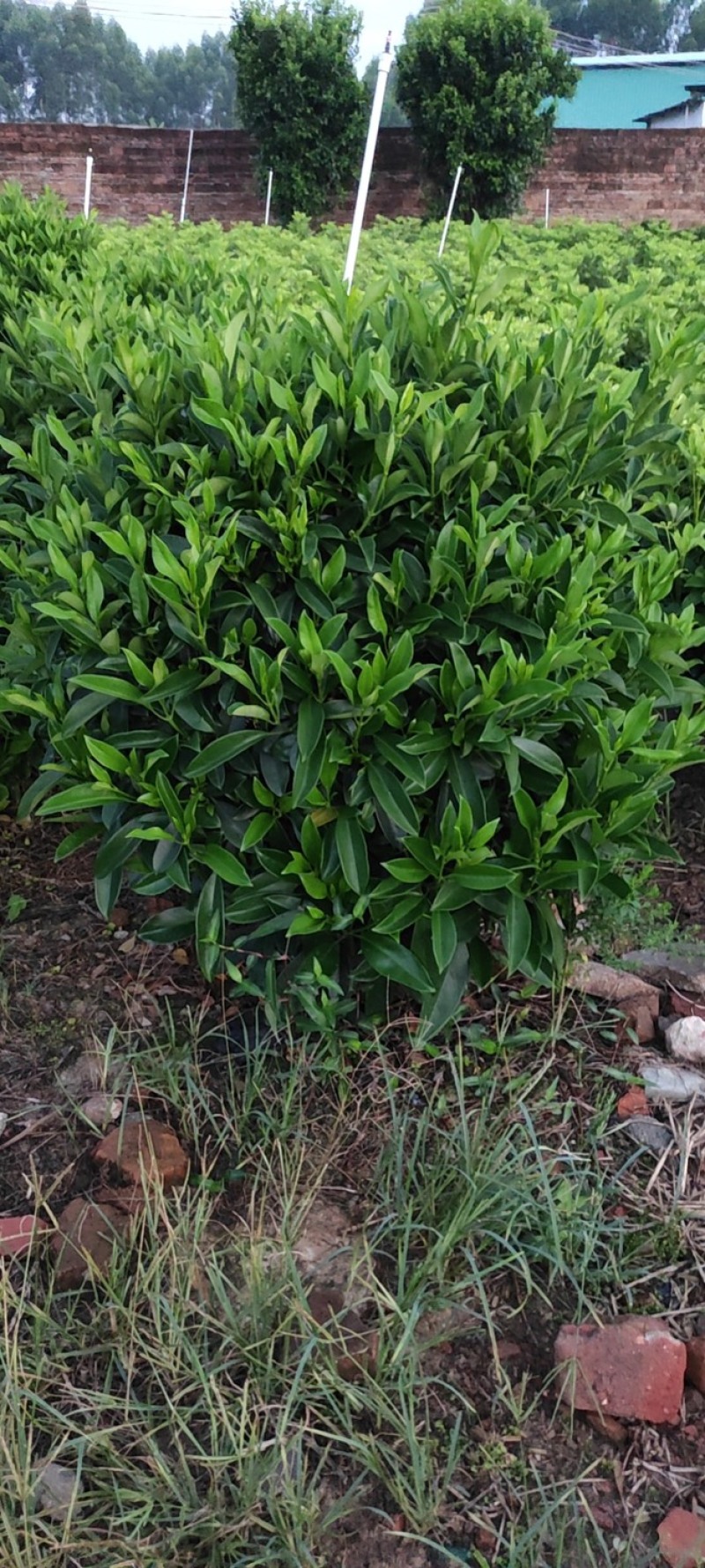 32盆，40盆非洲茉莉档口货！基地直销