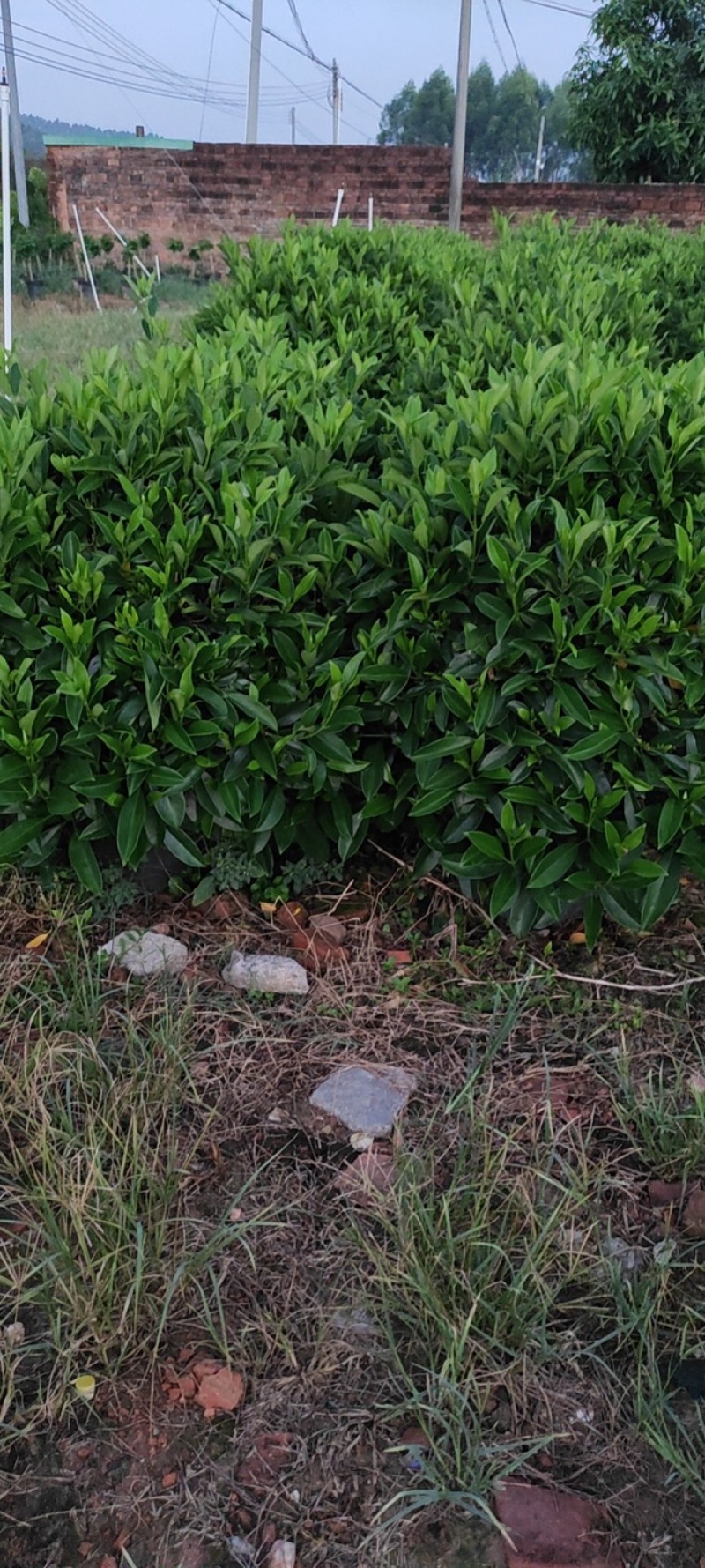32盆，40盆非洲茉莉档口货！基地直销