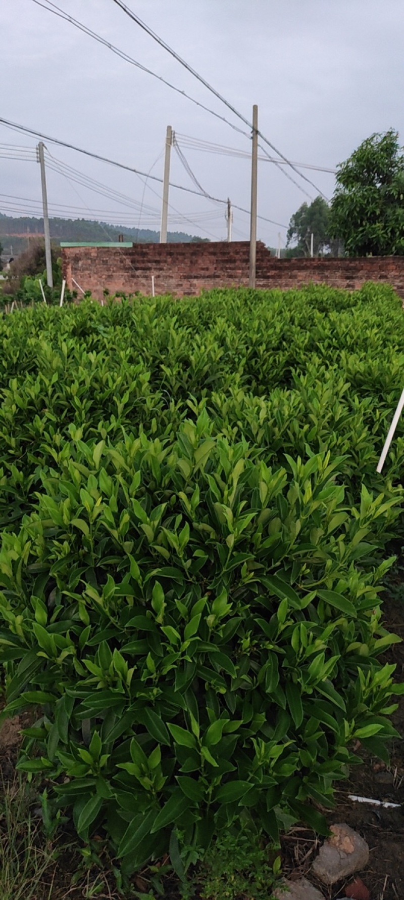 32盆，40盆非洲茉莉档口货！基地直销