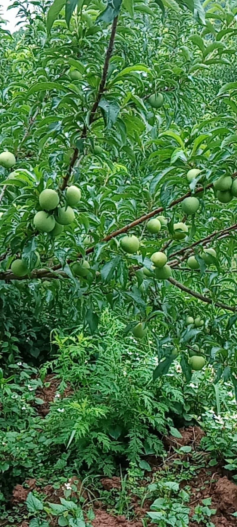 好礼蜂糖李