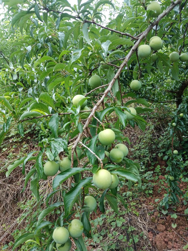 好礼蜂糖李