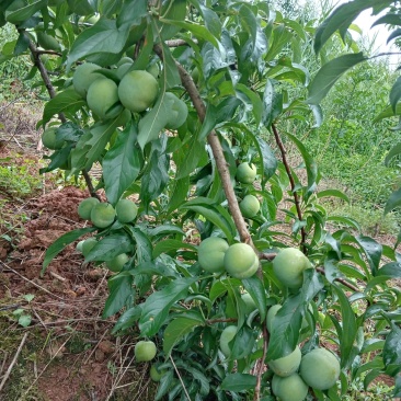 好礼蜂糖李