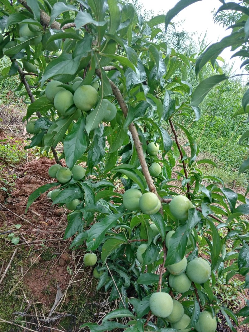好礼蜂糖李
