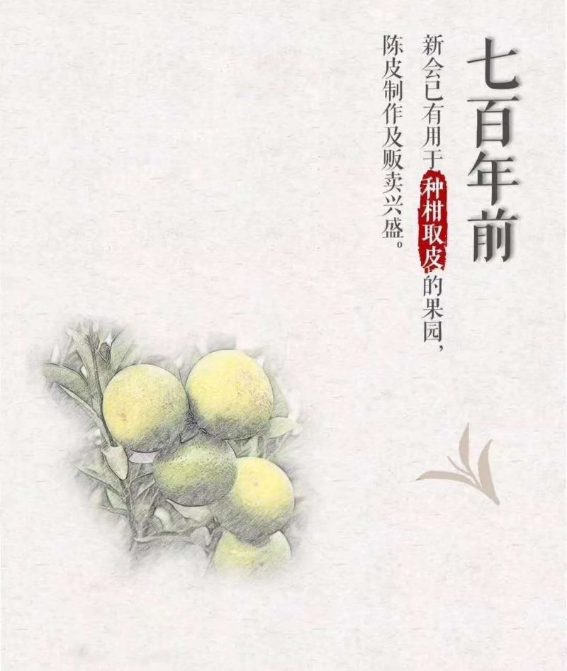 江门新会老陈皮礼盒装自然干仓药材用陈皮春节不打烊