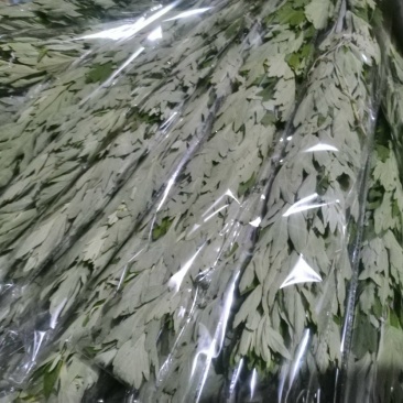 端午节新鲜吉祥艾草，商超直供，产地冷藏发货，货源充足