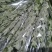 端午节新鲜吉祥艾草，商超直供，产地冷藏发货，货源充足