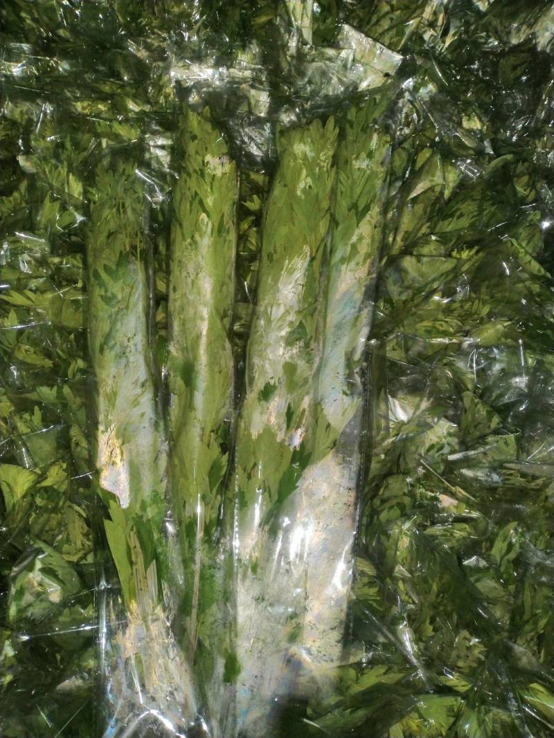 端午节新鲜吉祥艾草，商超直供，产地冷藏发货，货源充足
