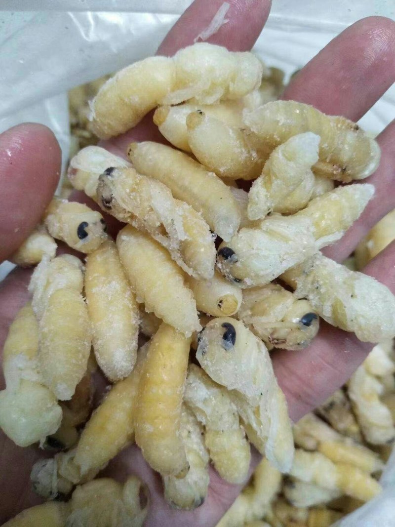 蜂蛹。