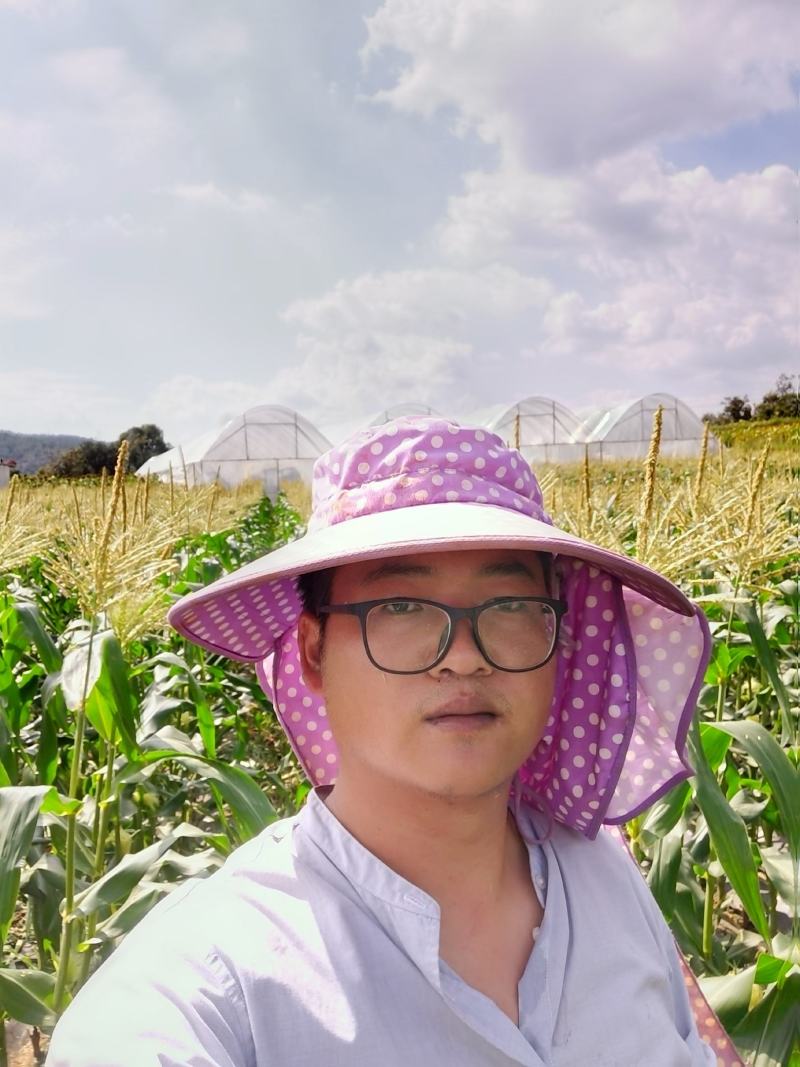云南甜脆玉米