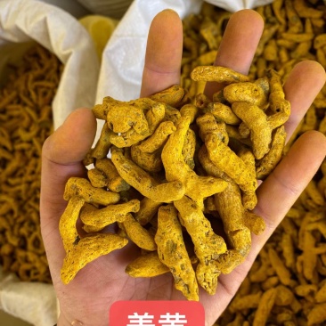 姜黄(包邮)，3斤起批发，零售量大从优