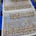 勿丁串/墨丁串/墨鱼仔串，一手货源，全国发货