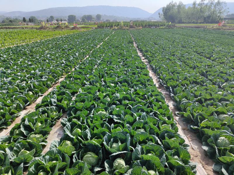 甘肃临洮高原夏菜大量供应，甘蓝价格稳定，货源充足！