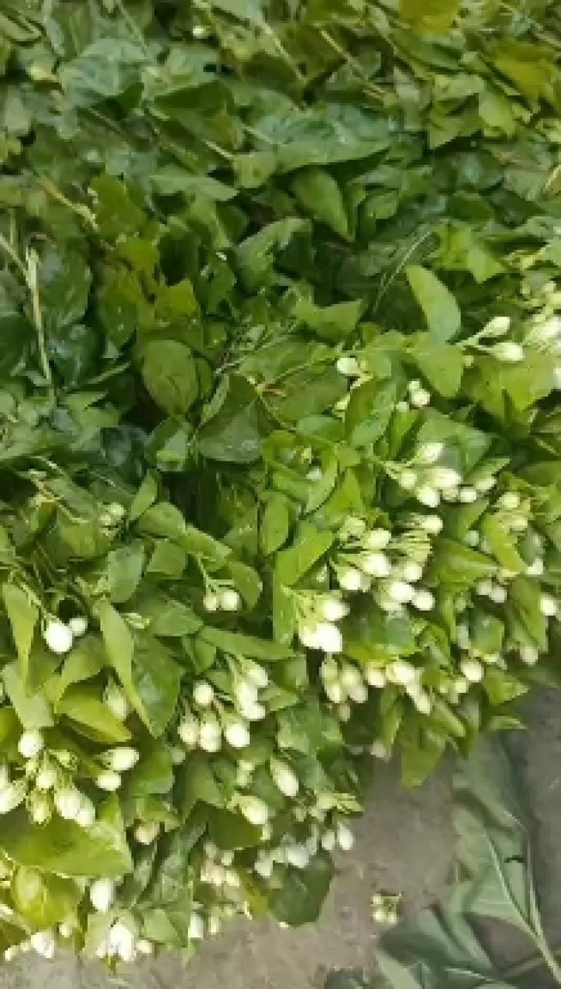 昆明基地茉莉枝条多，叶水清爽，新鲜香味浓