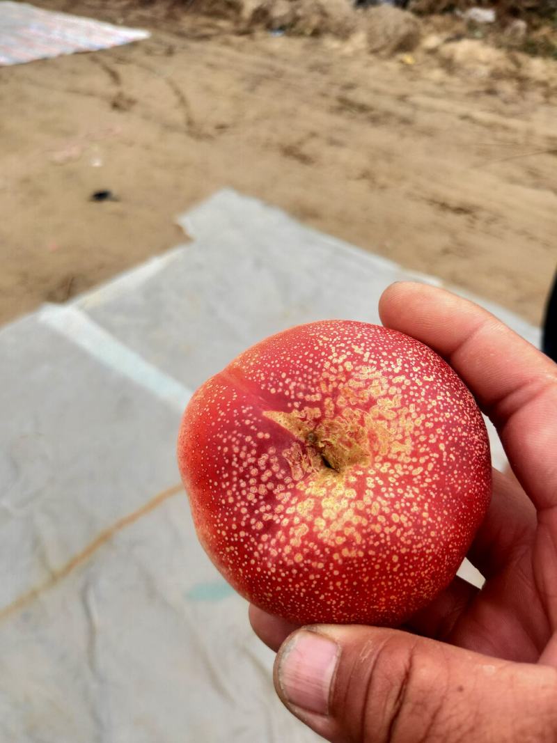 油蟠桃产地36-5黄肉油蟠桃价格/黄油蟠桃/7-7油蟠桃