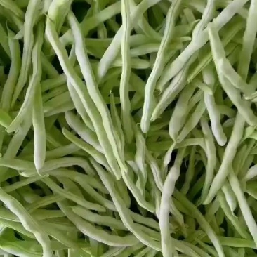 白豆角，白不老，白芸豆大量上市