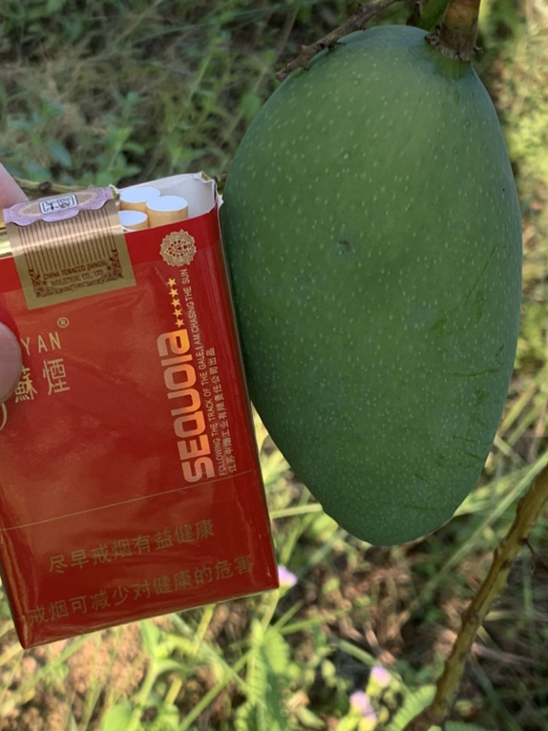 金煌芒