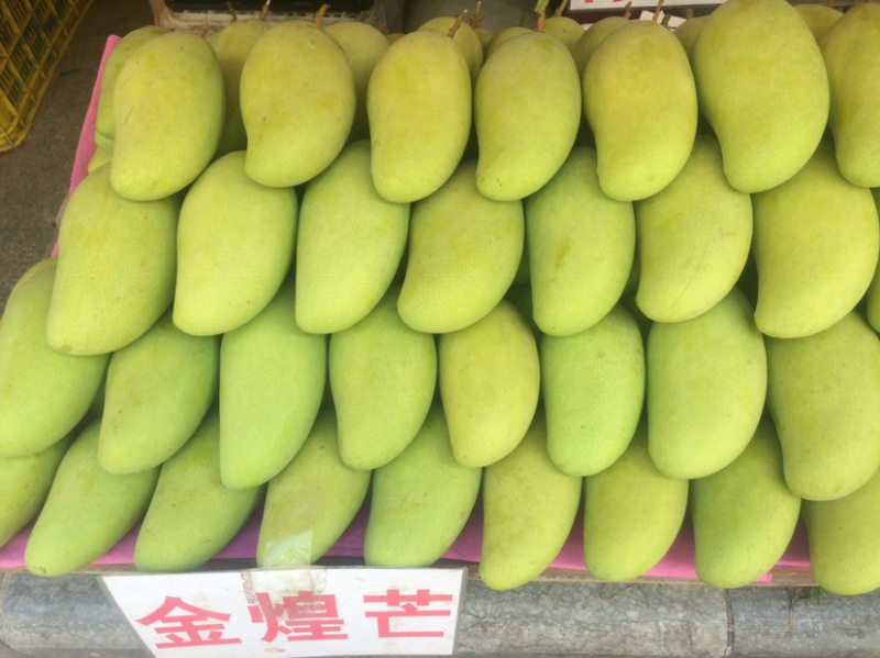 金煌芒