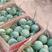 绿宝甜瓜:大棚种植，纯绿宝，保甜度，产地直销，欢迎光顾！