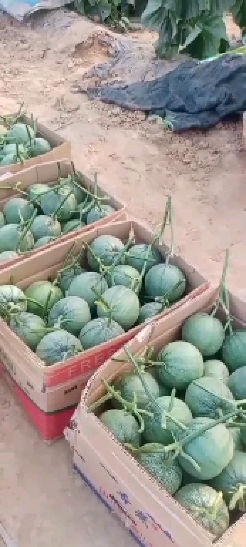 绿宝甜瓜:大棚种植，纯绿宝，保甜度，产地直销，欢迎光顾！