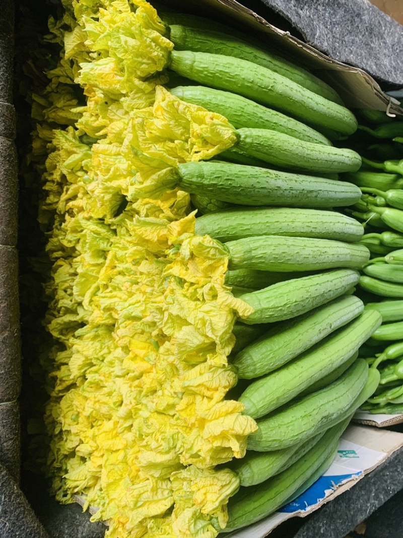 丝瓜大量新鲜丝瓜上市价格低质量好