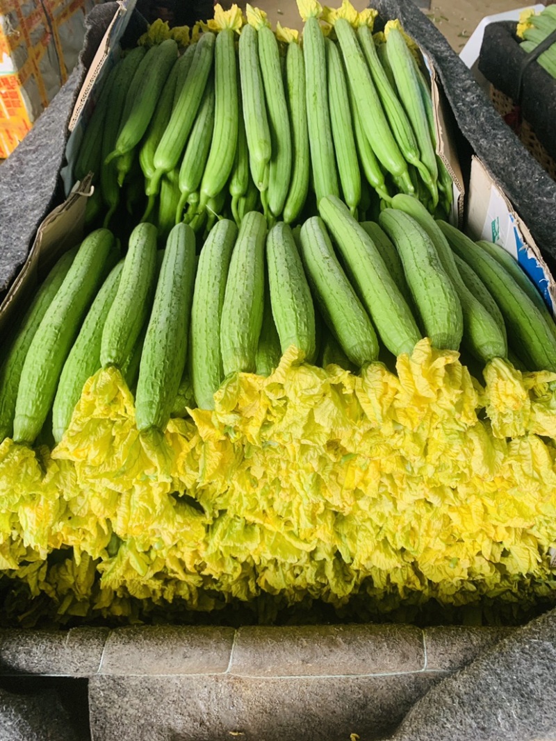 丝瓜大量新鲜丝瓜上市价格低质量好