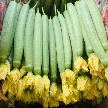 丝瓜大量新鲜丝瓜上市价格低质量好