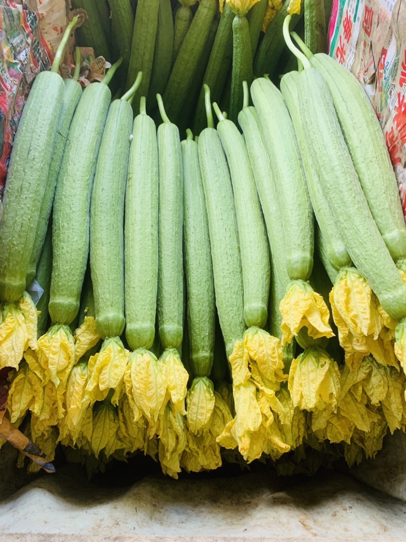 丝瓜大量新鲜丝瓜上市价格低质量好