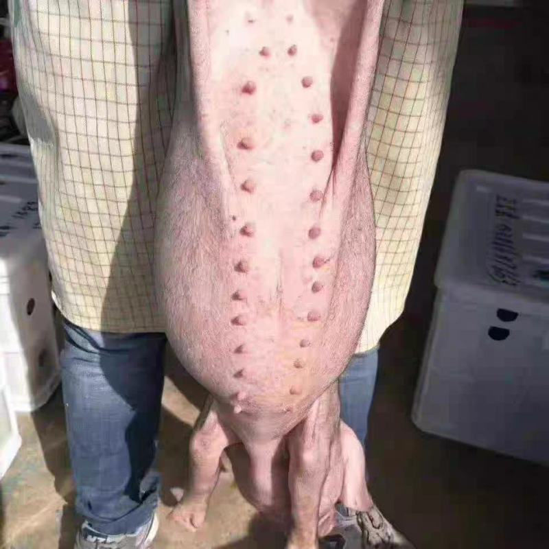 原种一代高产太湖母猪窝窝产仔二十多扎头多好饲养