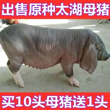 原种一代高产太湖母猪窝窝产仔二十多扎头多好饲养