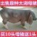 原种一代高产太湖母猪窝窝产仔二十多扎头多好饲养