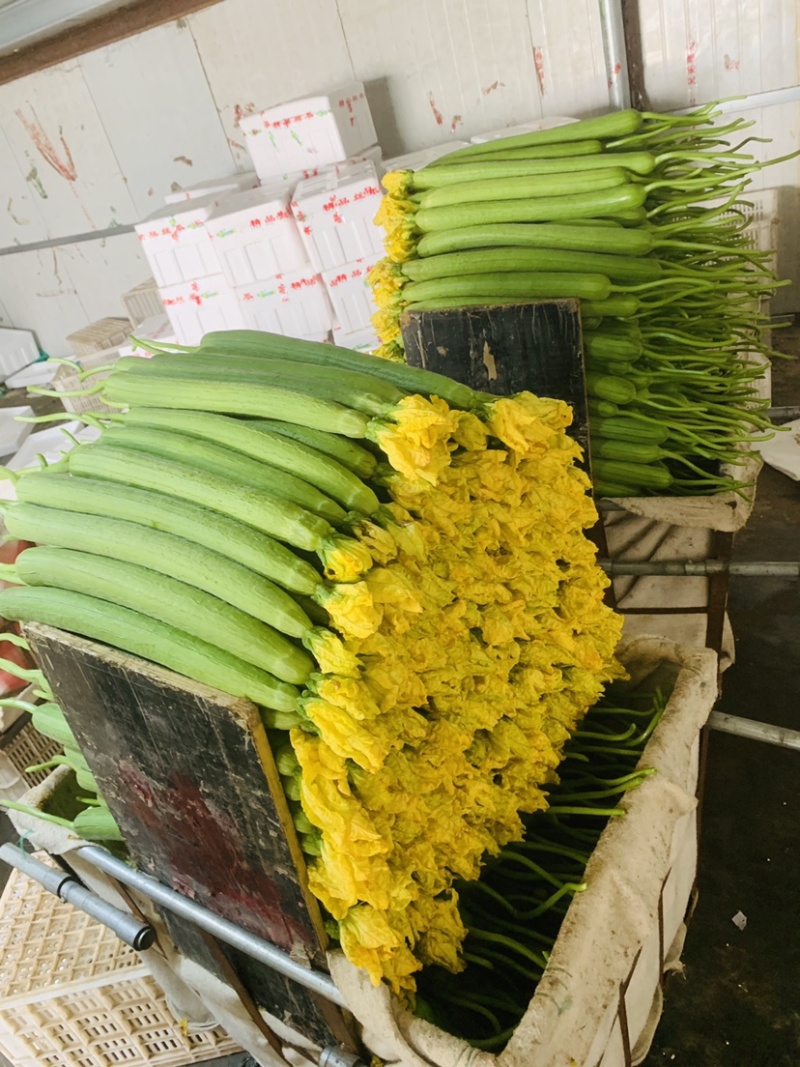丝瓜现货供应量大欢迎老板咨询