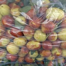 预售山东富硒大梨枣，9月下旬上市，代收，代办，代存。