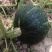 甘肃静宁旱地板栗南瓜大量上市，货源充足价格美丽
