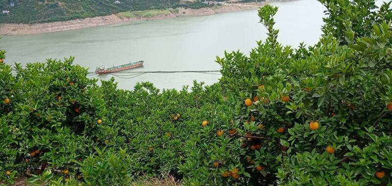 精品秭归夏橙挂树鲜果产地直发酸甜多汁新鲜上市