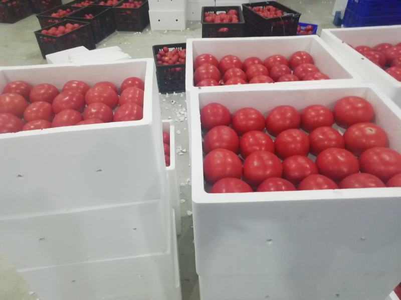 【西红柿】玻璃温室大棚种植，基地直供无土栽培雄蜂授粉