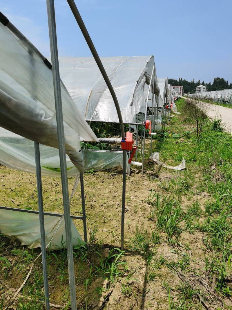 大鹏吊冬瓜，六百多大棚基地直发，每年两季，欢迎长期合作