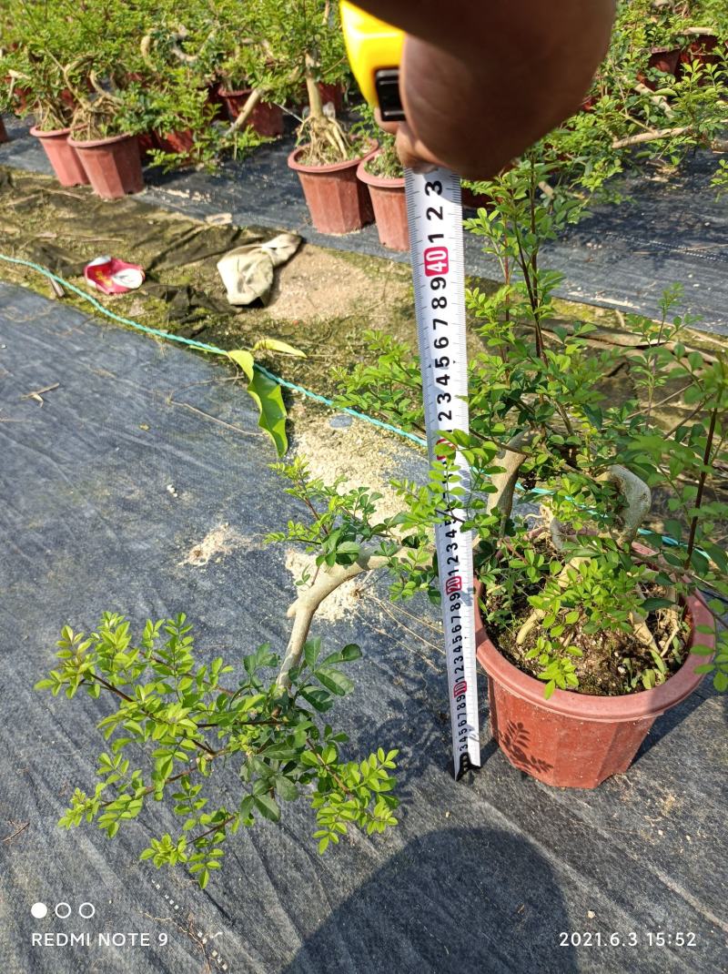 小叶榔树白蜡雀梅六月雪小叶赤楠小叶罗汉松基地盆栽盆景直销