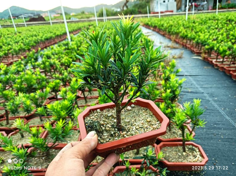 小叶榔树白蜡雀梅六月雪小叶赤楠小叶罗汉松基地盆栽盆景直销