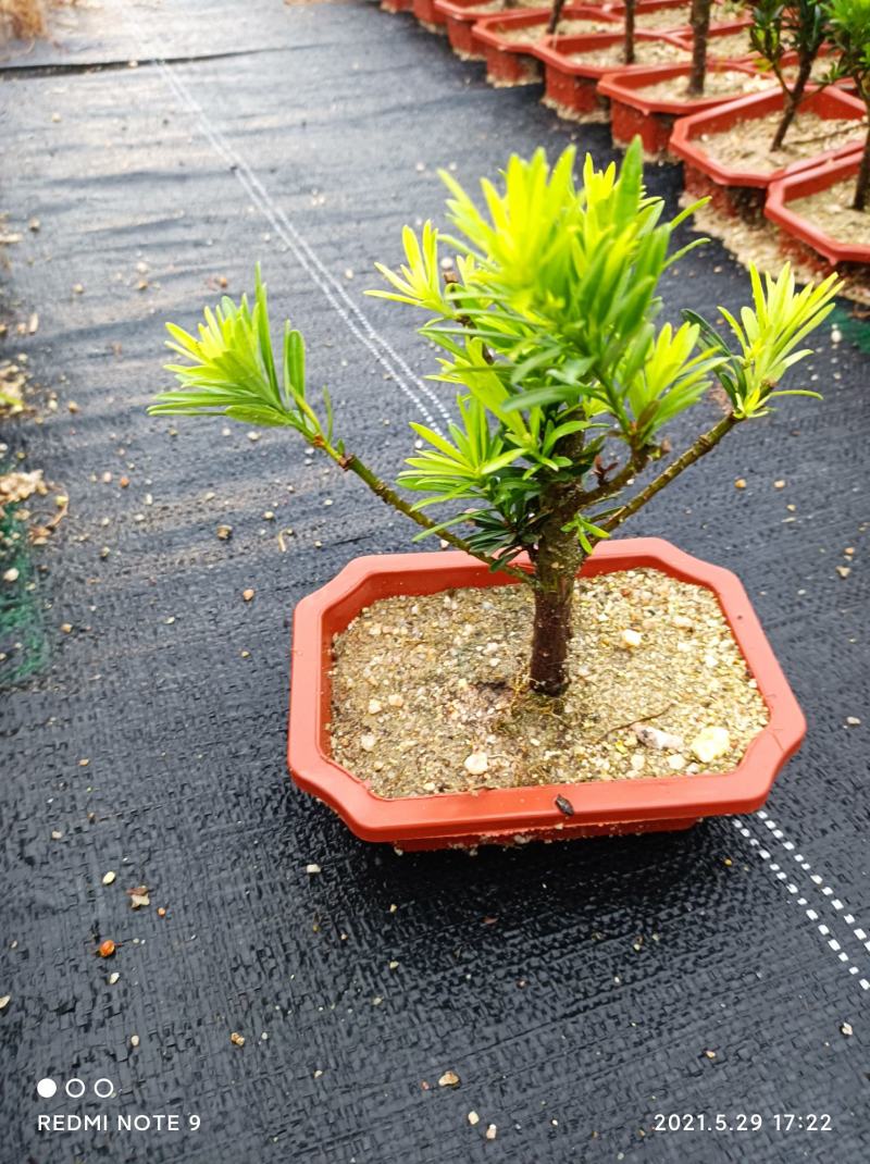 小叶榔树白蜡雀梅六月雪小叶赤楠小叶罗汉松基地盆栽盆景直销