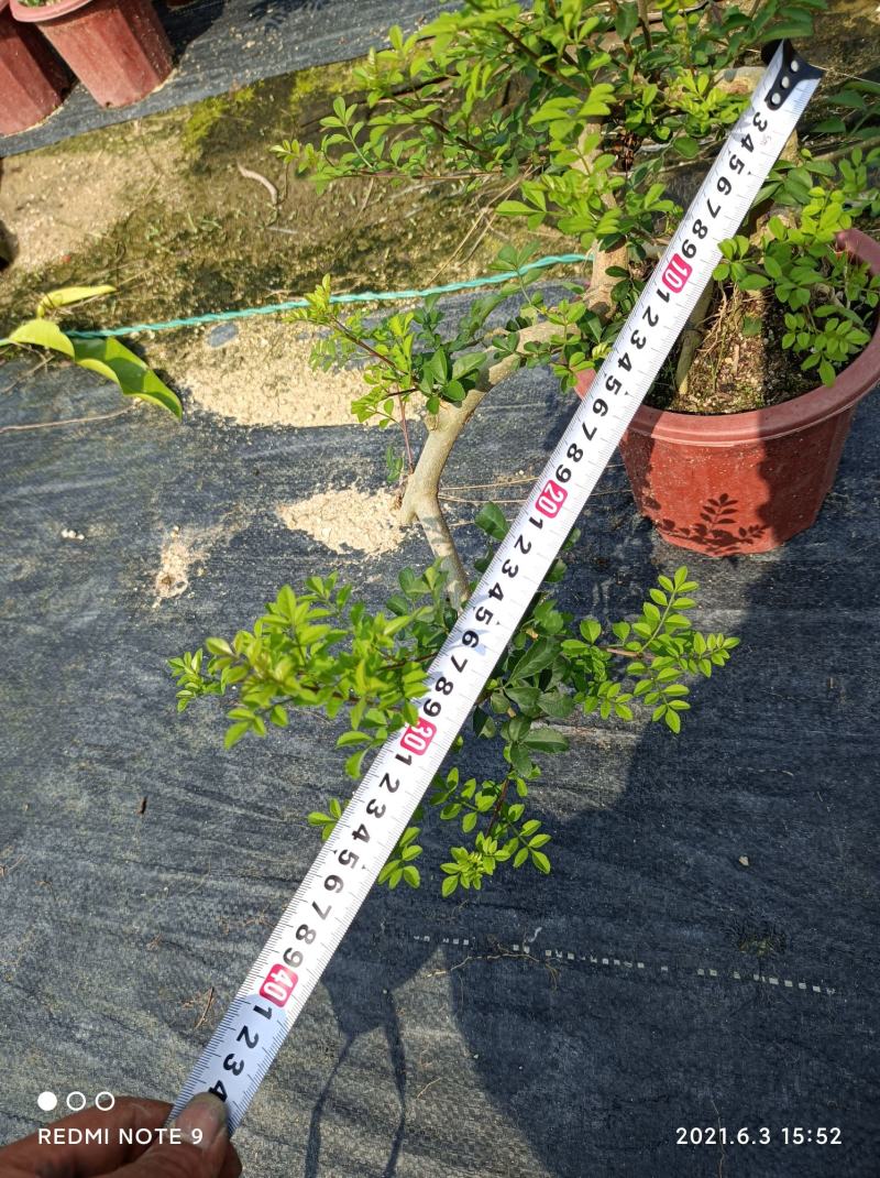 小叶榔树白蜡雀梅六月雪小叶赤楠小叶罗汉松基地盆栽盆景直销