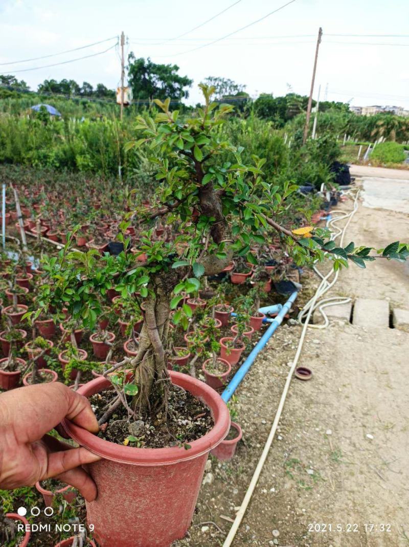 小叶榔树白蜡雀梅六月雪小叶赤楠小叶罗汉松基地盆栽盆景直销