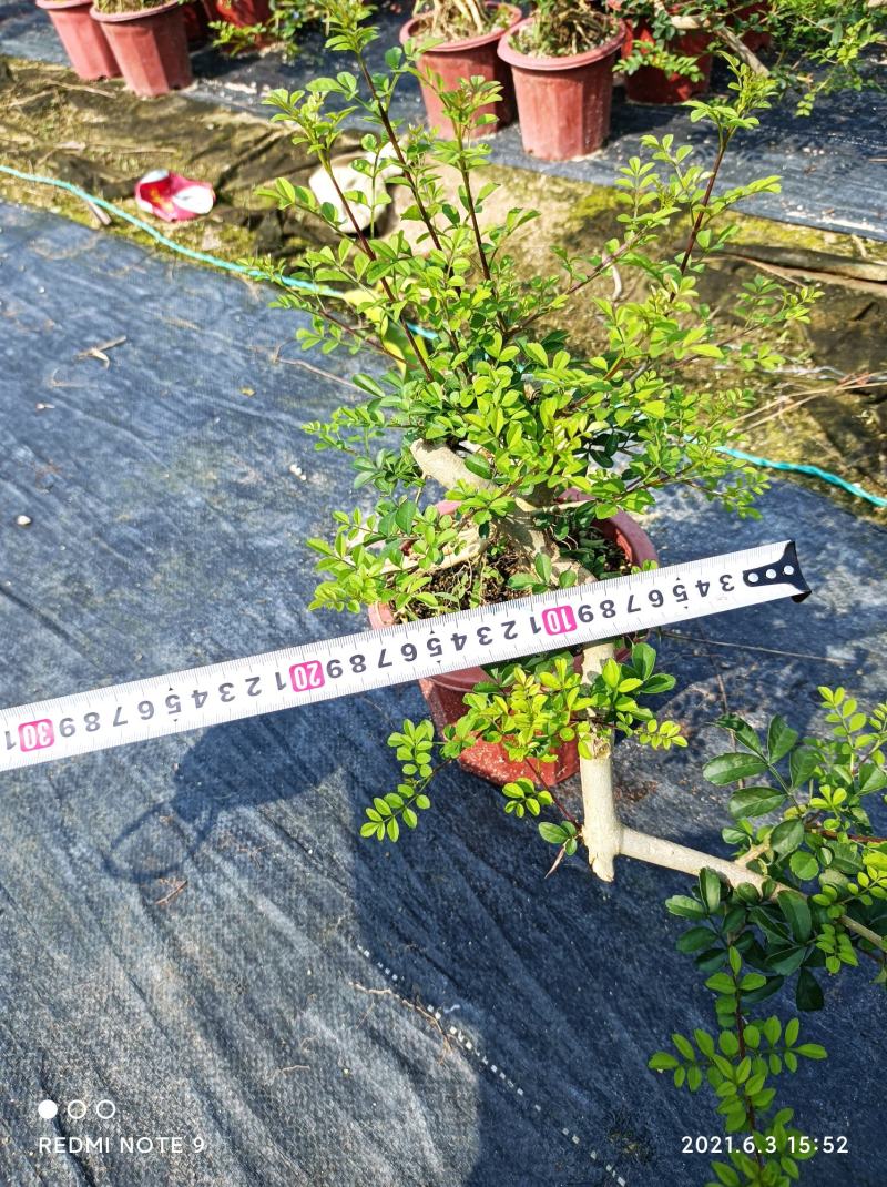小叶榔树白蜡雀梅六月雪小叶赤楠小叶罗汉松基地盆栽盆景直销