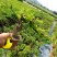 小叶榔树白蜡雀梅六月雪小叶赤楠小叶罗汉松基地盆栽盆景直销