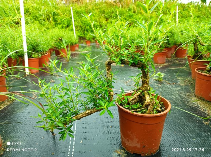 小叶榔树白蜡雀梅六月雪小叶赤楠小叶罗汉松基地盆栽盆景直销