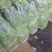 2026年四季豆大量上市高山蔬菜精品通货电商货
