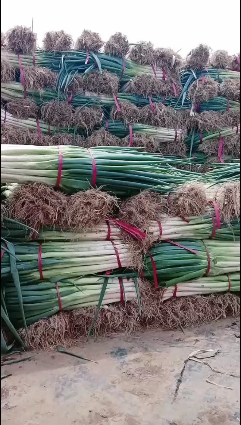 大葱
