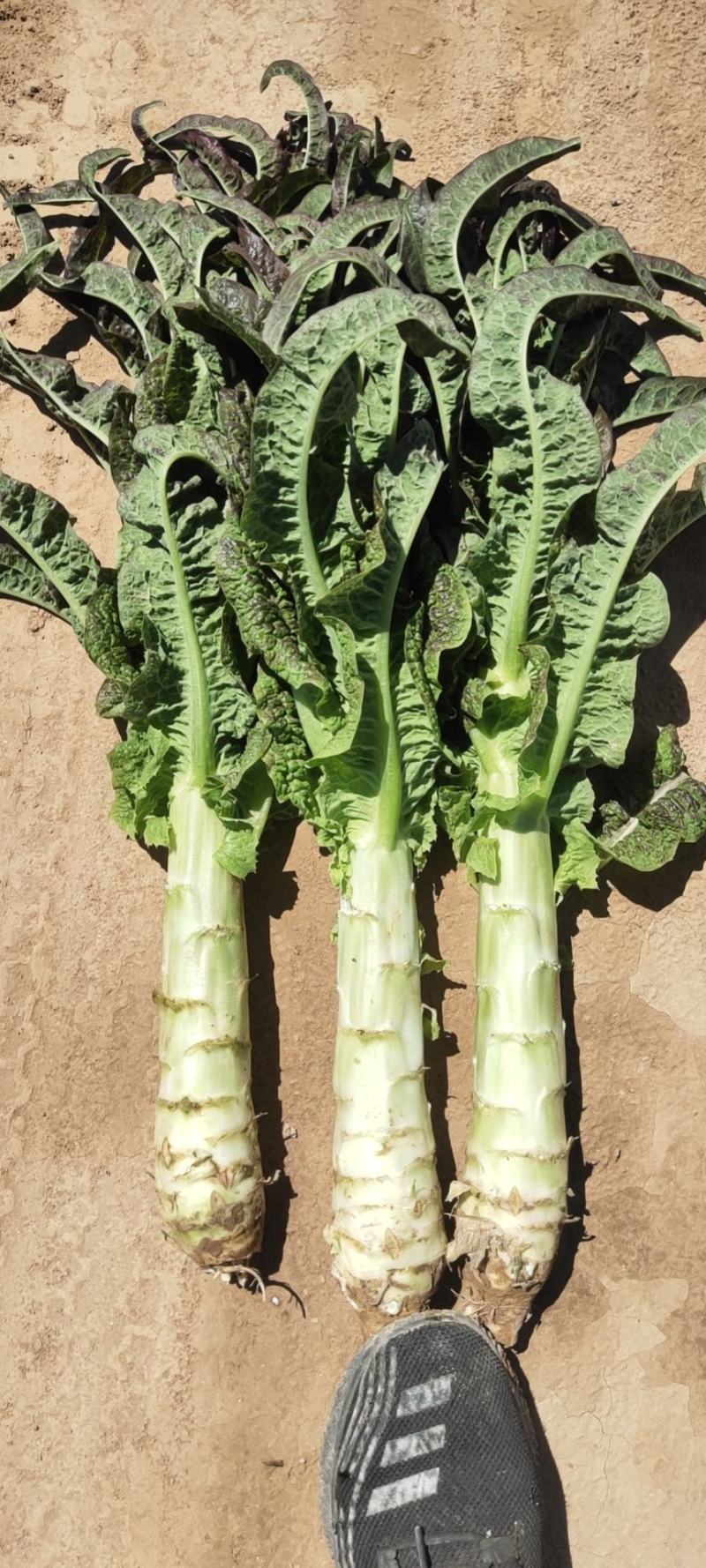 红叶莴笋大量现货